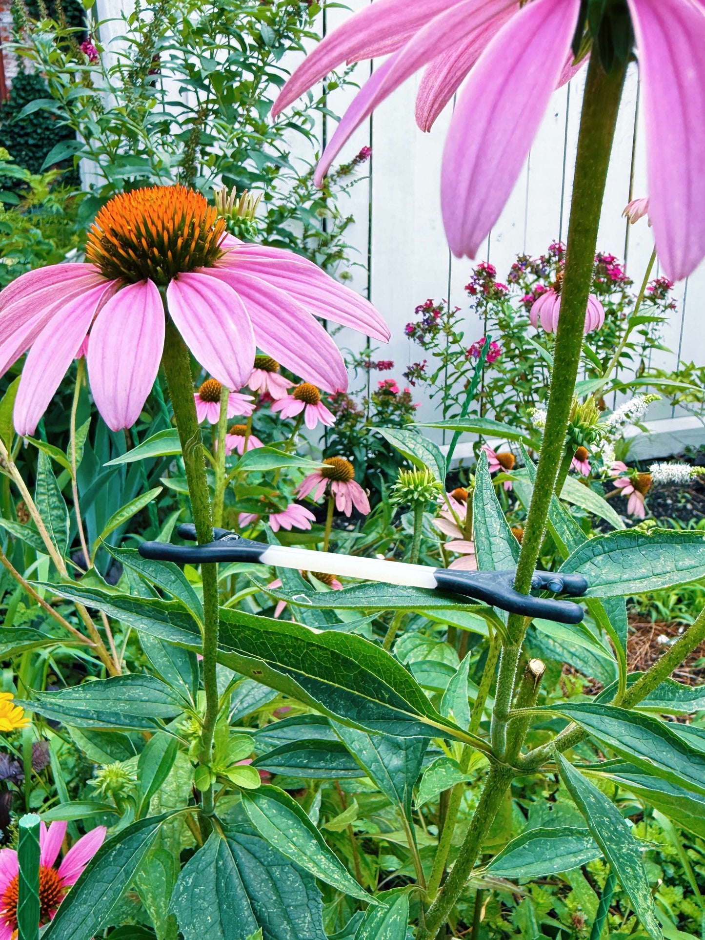 Grow Bones™ Multi-Pack